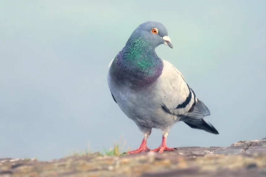 ‘Slow-cial’ app Roost forces you to slow down to the speed of a carrier pigeon